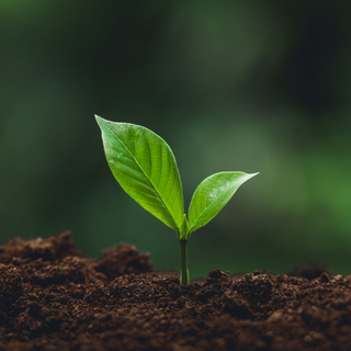 3 Trees with Sprout: Make Every Purchase Count for the Environment - The London Brow Company